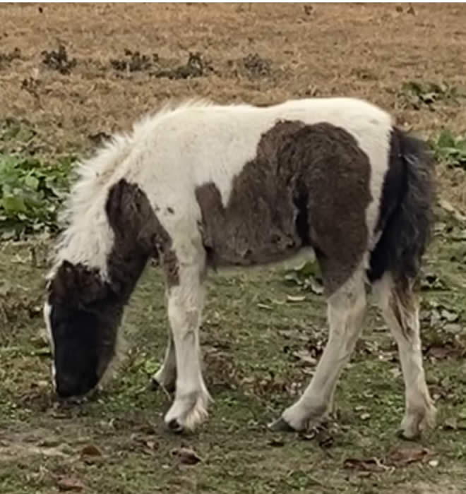 mini horse mini gypsy horse blend